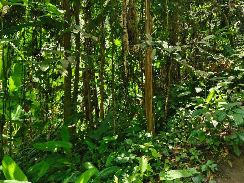 Monk trails hike, Wat Phalat, Monk chanting, Wat Doi Suthep. - Walking the Monk Trail to Wat Pha Lat