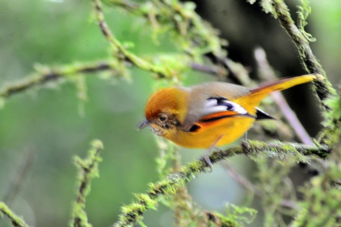 Mount Doi Inthanon Hiking & Bird Watching - Why Doi Inthanon works so well for bird watching