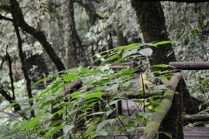 Mount Doi Inthanon Hiking & Bird Watching - Two hours in the forest with Joe or Ming