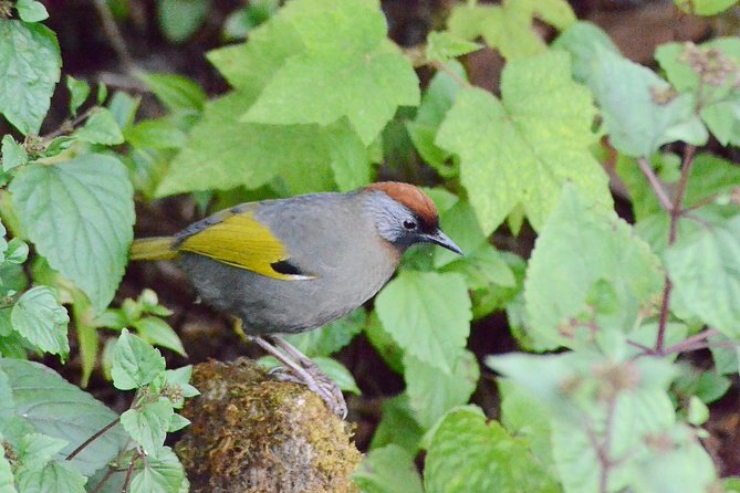 Mount Doi Inthanon Hiking & Bird Watching - Who should book this Doi Inthanon day?