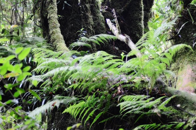 Mount Doi Inthanon Hiking & Bird Watching - The 5:00 am start and long ride from Chiang Mai