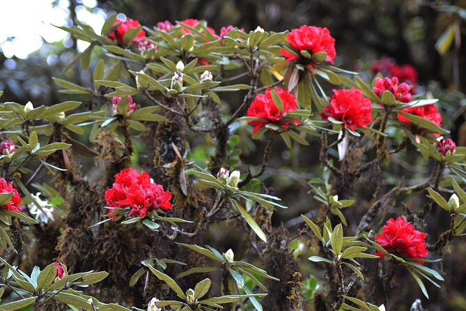 Mount Doi Inthanon National Park Sunrise and Hiking - Is $126.51 a fair price?