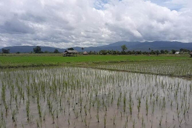 "No.1 Chiang Mai: Leisure Bicycle Ride to Lake Huay Tueng Tao" - Rice fields and the approach to Huay Tueng Tao