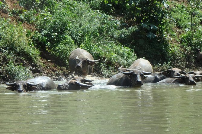 No.1 Chiang Mai: Leisure River Kayaking: Mae Taeng forest Reserve - Following the river past buffalo and fishermen