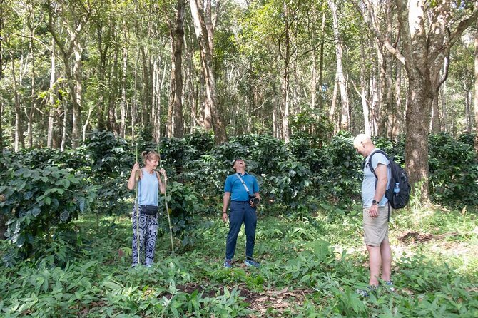 Off the Map Chiang Mai Jungle Coffee Trek Roast and Brew - Roasting your own green beans