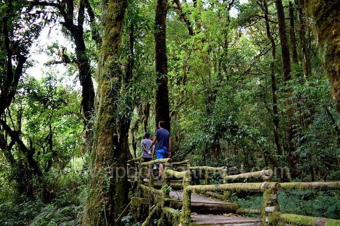 One day Doi Inthanon National Park & Trekking on Kew Mae Pan - Why Doi Inthanon makes a strong day trip from Chiang Mai