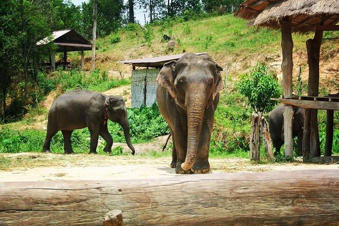 One day Elephants in Nature Experience & Grand Canyon Jumping - Group size, guide service, and pace