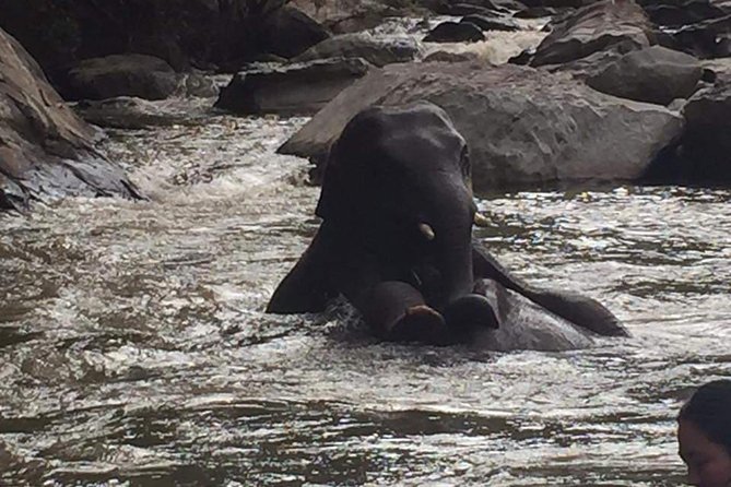 One day Elephants in Nature Experience & Grand Canyon Jumping - What the natural habitat setting means for you