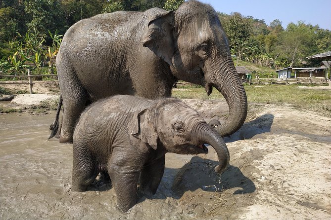 One Day Hiking and Elephant experience by Chiang Mai Elephant Home - Why this tour works as a full-day Chiang Mai outing