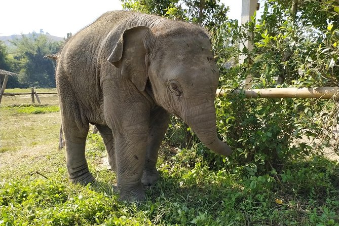 One Day Hiking and Elephant experience by Chiang Mai Elephant Home - One hour on a bamboo raft