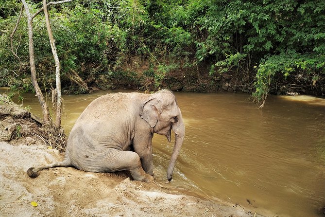 One Day Hiking and Elephant experience by Chiang Mai Elephant Home - A two-hour hike through jungle and rice terraces