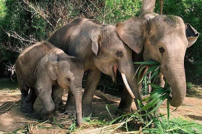 One Day Hiking and Elephant experience by Chiang Mai Elephant Home - Changing into a camp uniform