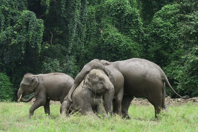 One Day Hiking and Elephant experience by Chiang Mai Elephant Home - Lunch, elephants, and time with the mahouts