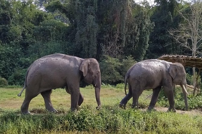 One Day Hiking and Elephant experience by Chiang Mai Elephant Home - What the elephant setting may feel like