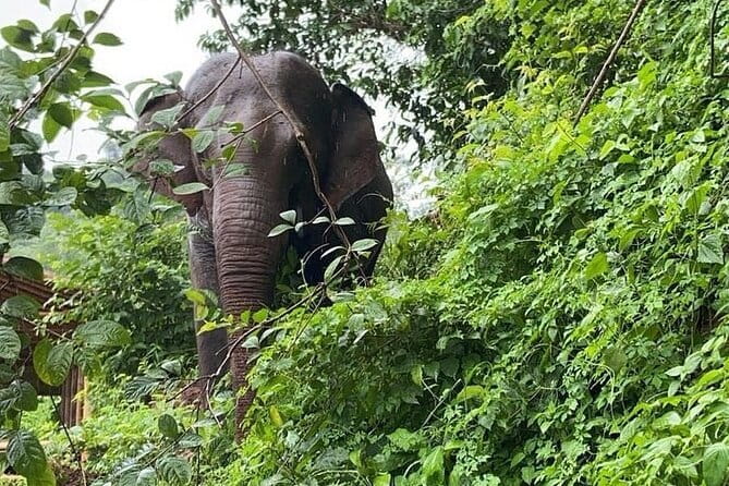 One Day Sticky Waterfall, White Water Rafting,Elephants Sanctuary - Is $95 a fair price?