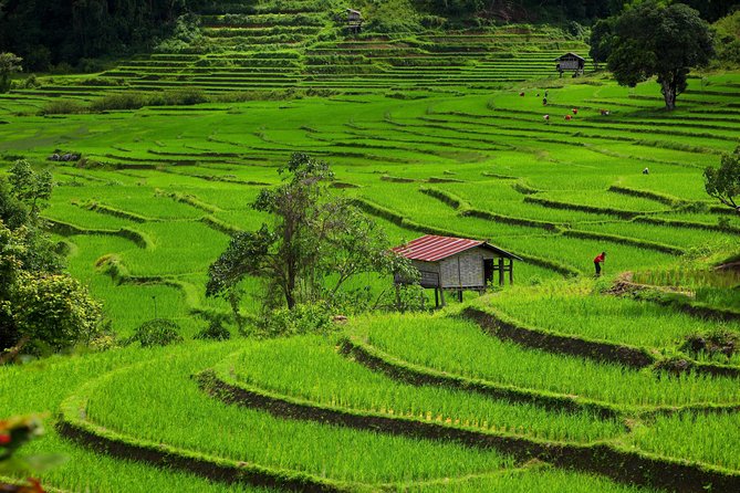Private: 3 days 2 night trip: ChaingMai-Chaingrai- The Golden Triangle trip - Day one: Doi Inthanon waterfalls and the roof of Thailand