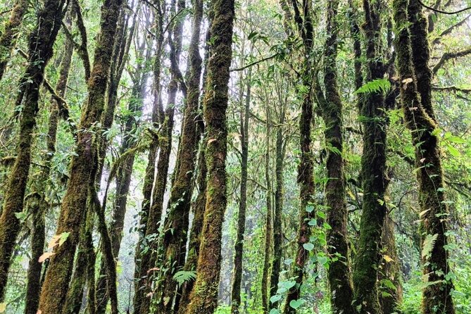 Private Tour to Chiang Mai Rice Terraces and National Park - Thailand’s highest point and the Ang Ka trail