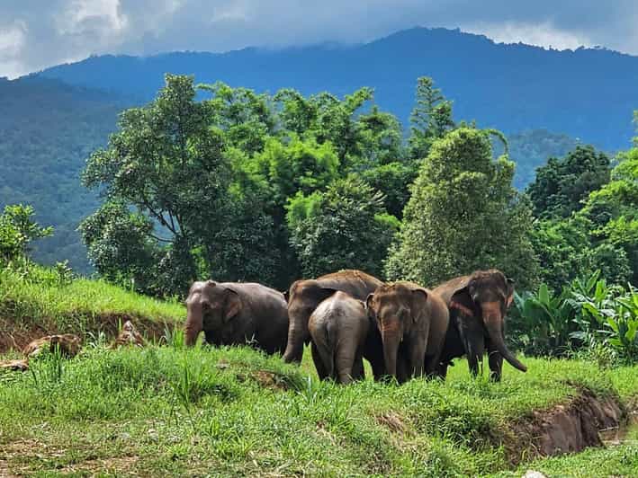 Rantong elephant sanctuary Chiangmai - Key points to know before you book