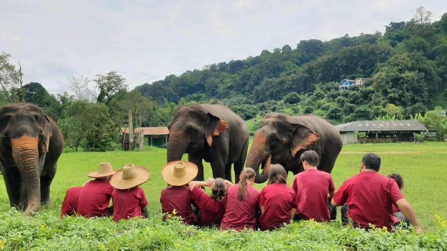 Rantong elephant sanctuary Chiangmai - Washing the elephants: memorable but worth thinking about