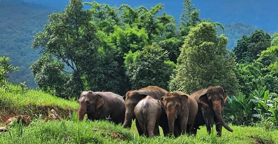 Rantong elephant sanctuary Chiangmai - Getting there and choosing the right session