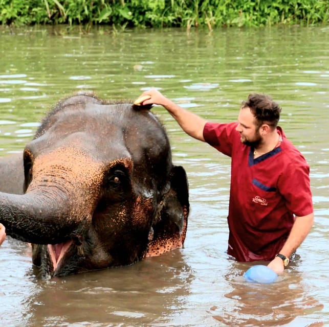 Rantong elephant sanctuary Chiangmai - Hand-feeding brings you close