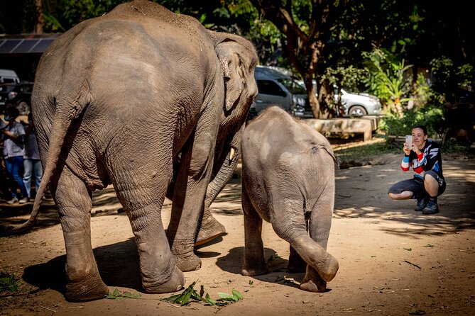 Scooter Adventure with elephants, views and FUN drive yourself - One hour at Elephant Fun Farm